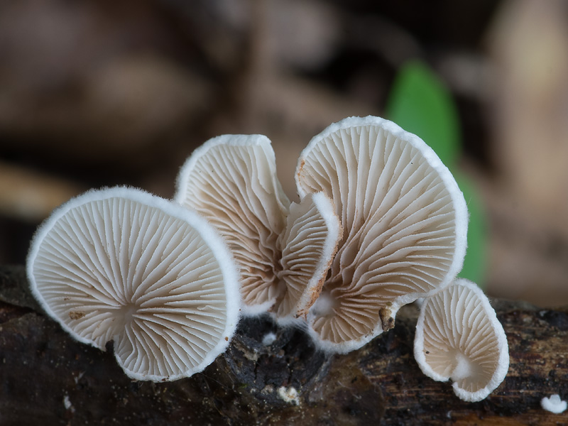 Crepidotus variabilis